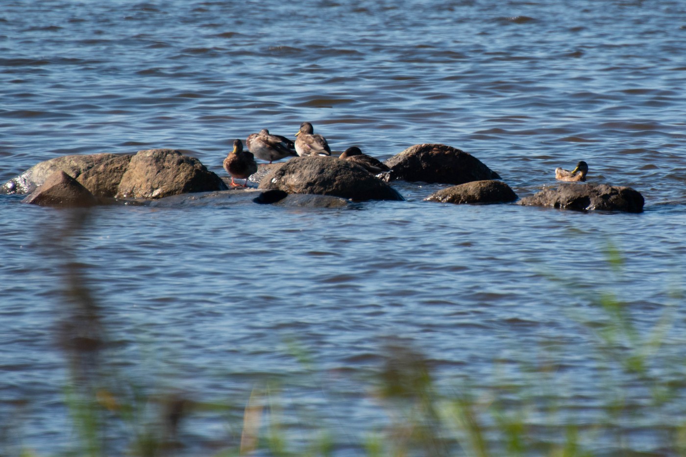 Ветер вдоль берега. Охота на взморье Финского залива