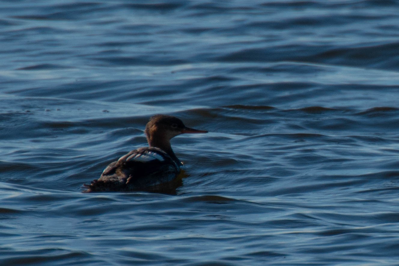 Ветер вдоль берега. Охота на взморье Финского залива
