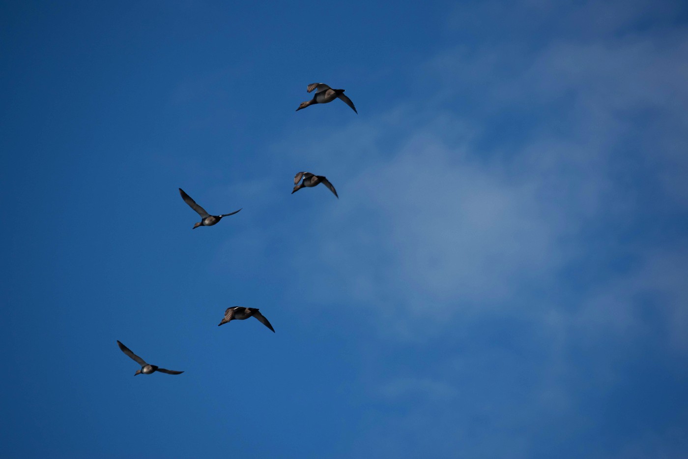 Ветер вдоль берега. Охота на взморье Финского залива