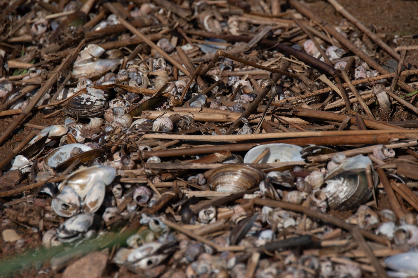 Ветер вдоль берега. Охота на взморье Финского залива