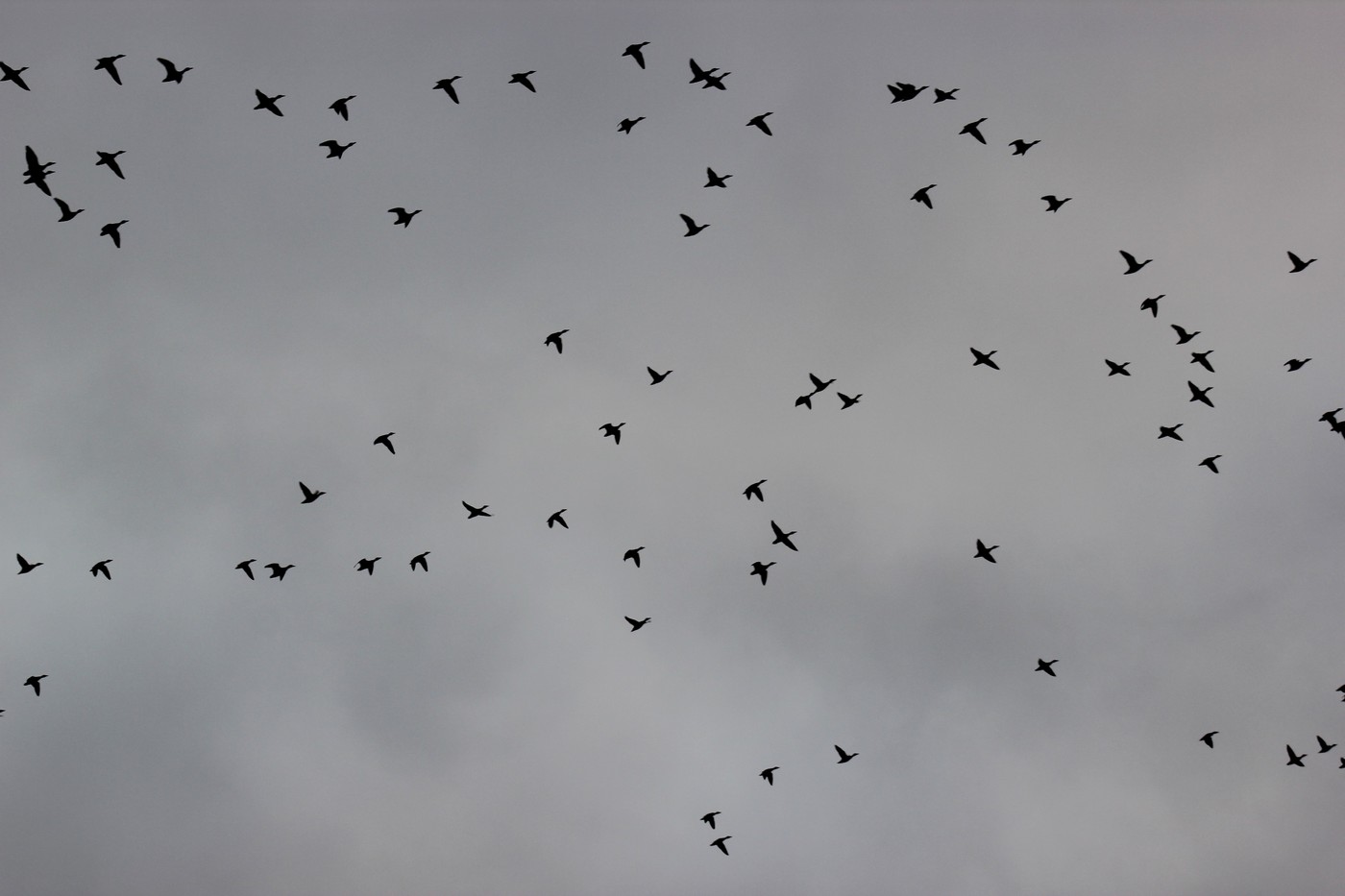 Зайчики, уточки и новогодние охоты