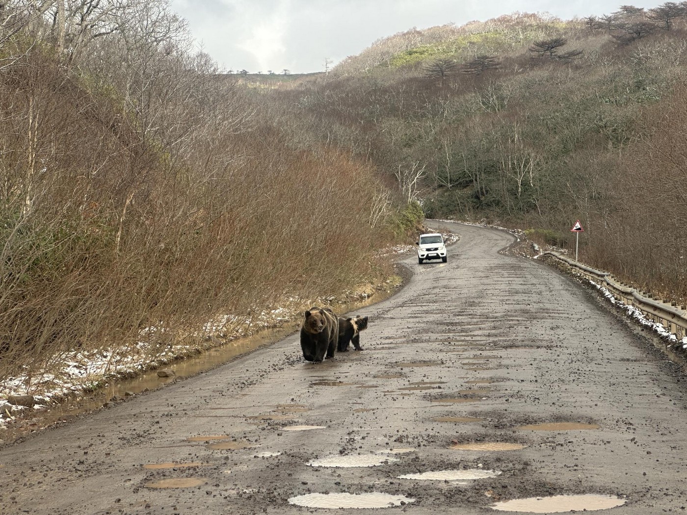 Медведи в бамбуке. Охота на Южных Курилах