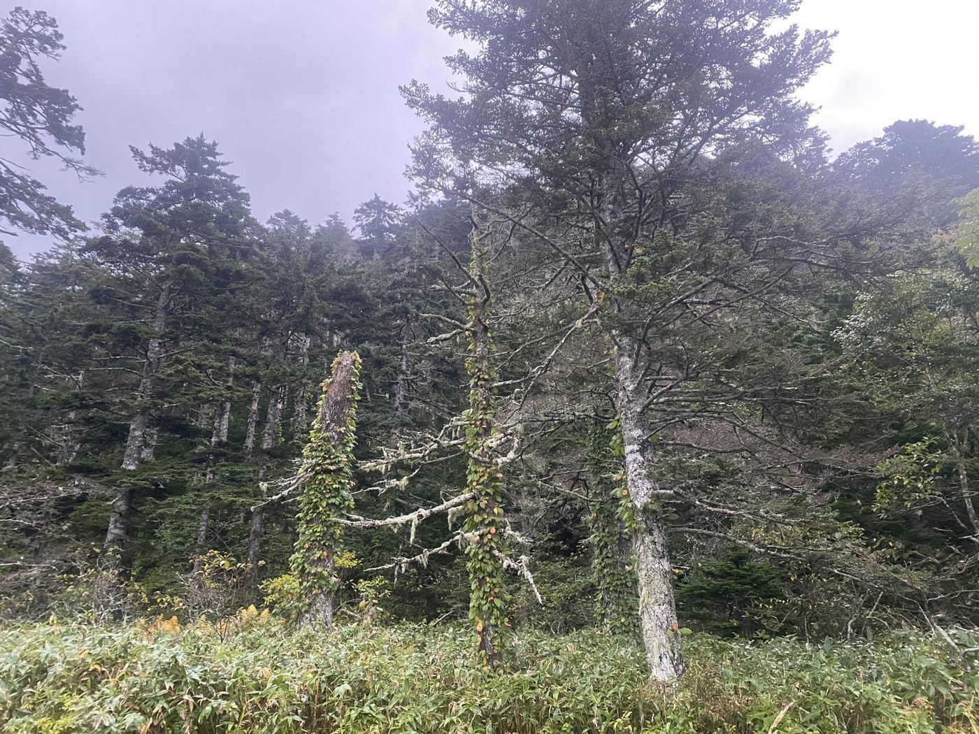 Медведи в бамбуке. Охота на Южных Курилах