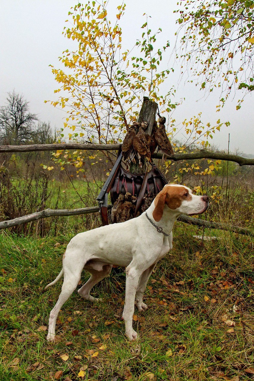 Охота с легавыми на юге СССР