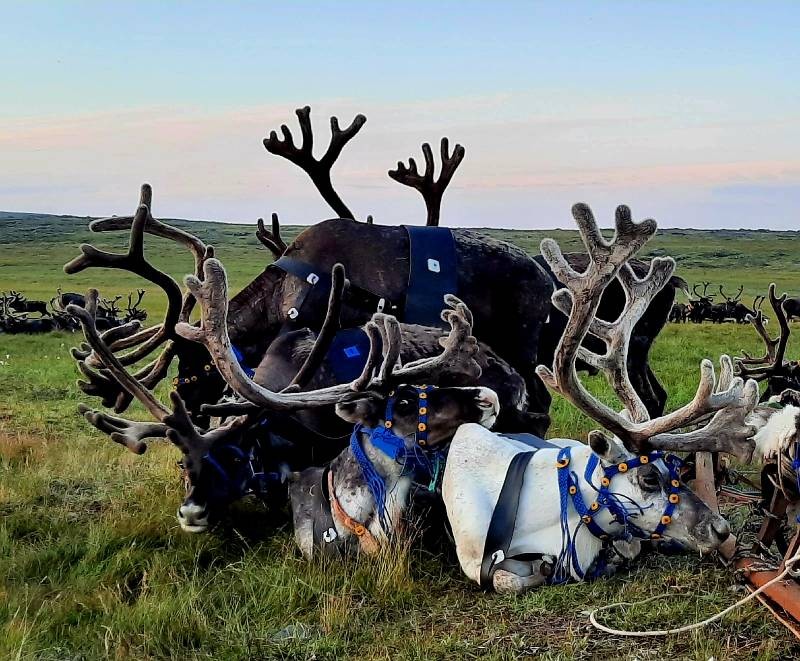 Рабочая охотничья лошадь