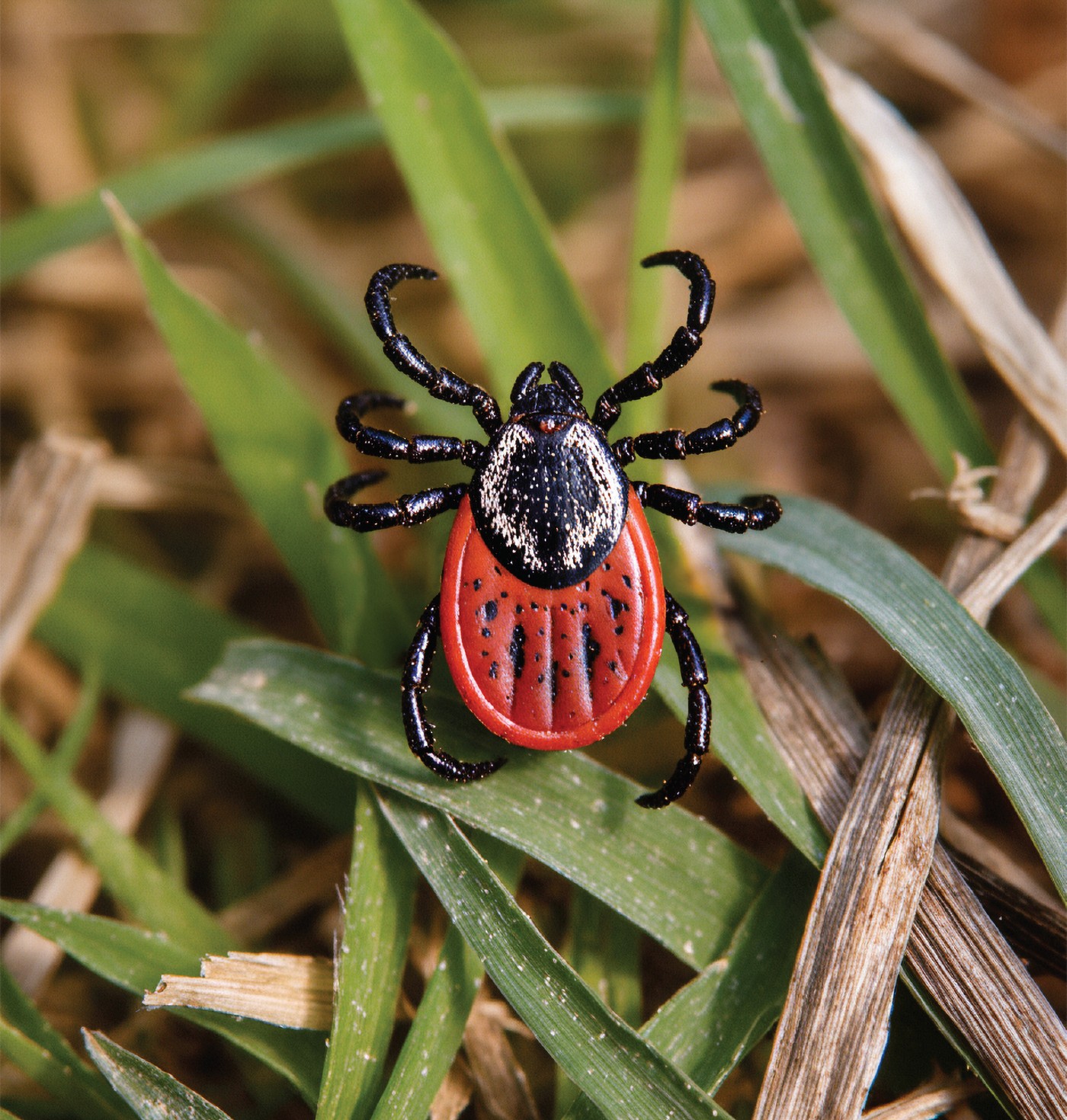 Собаки в поле и в лесу: как надёжно защитить охотничью собаку от клещей и блох