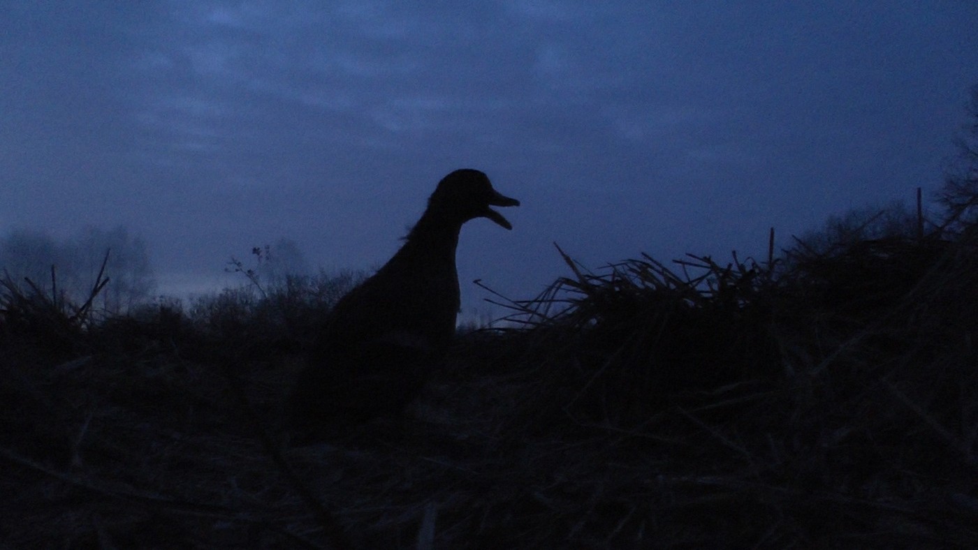 С подсадной в начале сезона