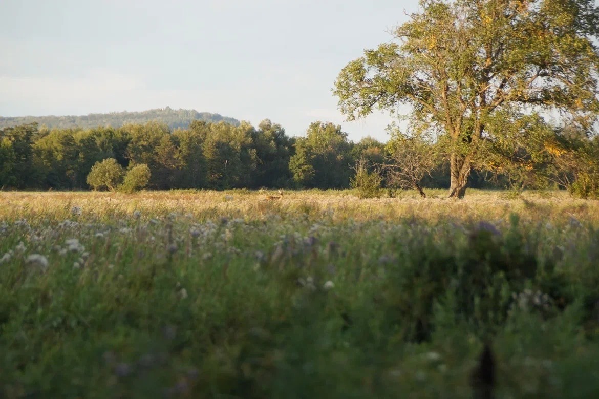 Семь шагов до мечты. Путь до трофейного самца косули