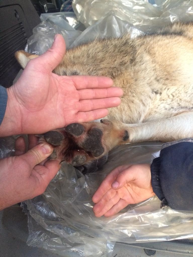 Волк с подхода – это реально!