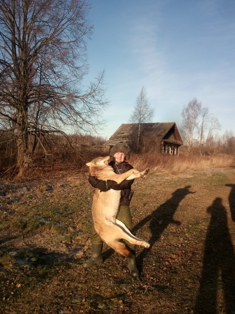 Волк с подхода – это реально!