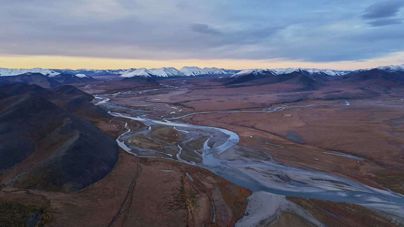 За Полярным кругом на хараулахского снежного барана