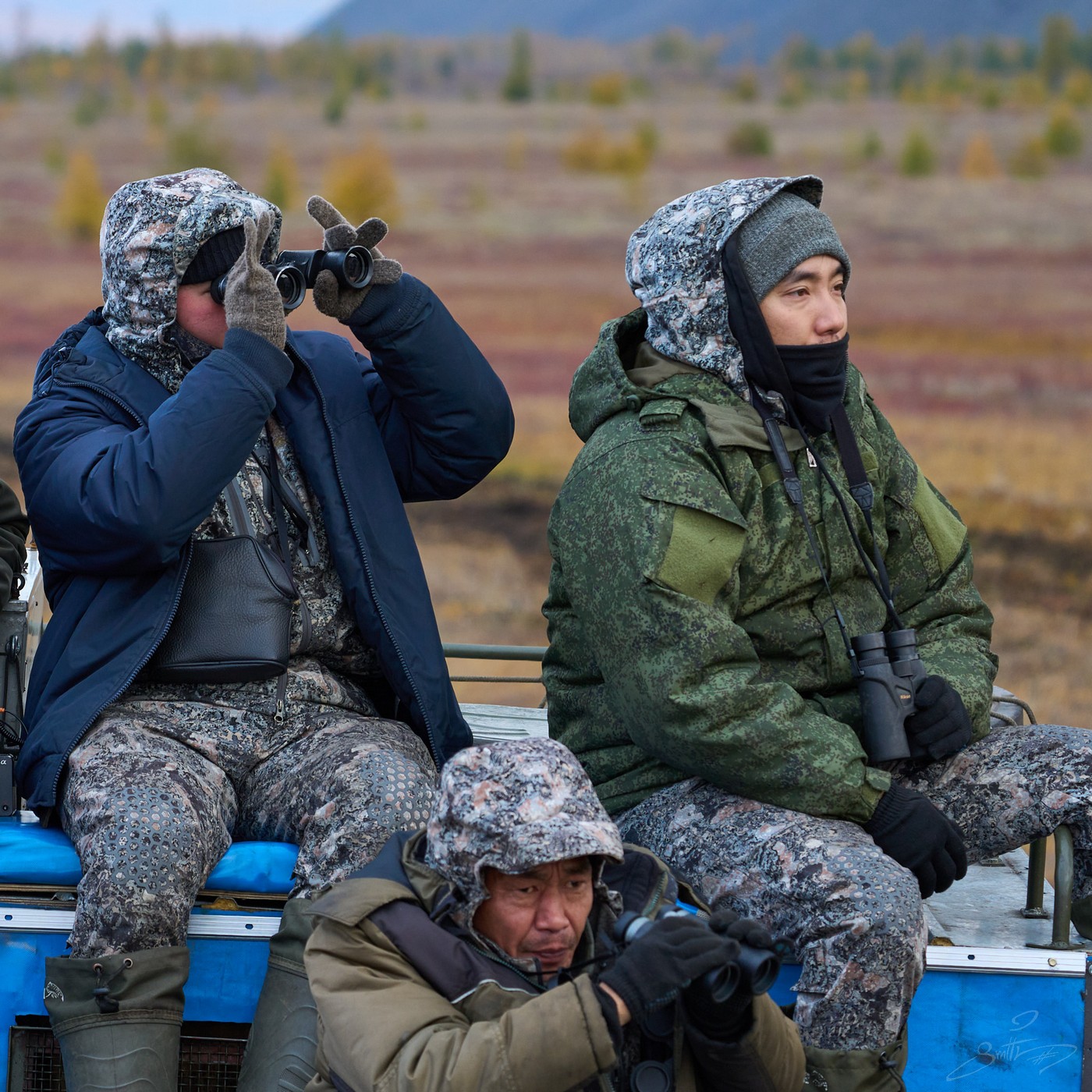 За Полярным кругом на хараулахского снежного барана
