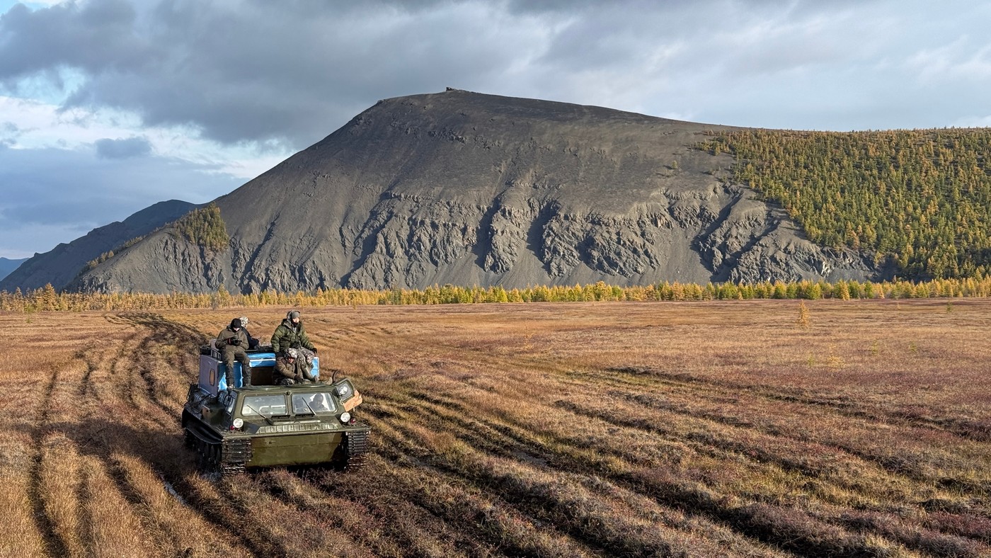 За Полярным кругом на хараулахского снежного барана