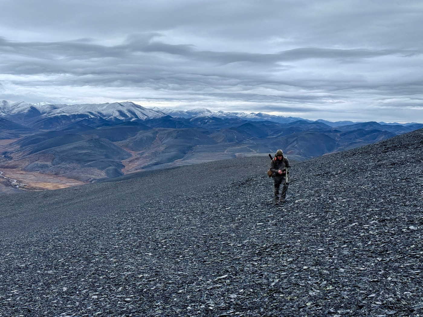 За Полярным кругом на хараулахского снежного барана