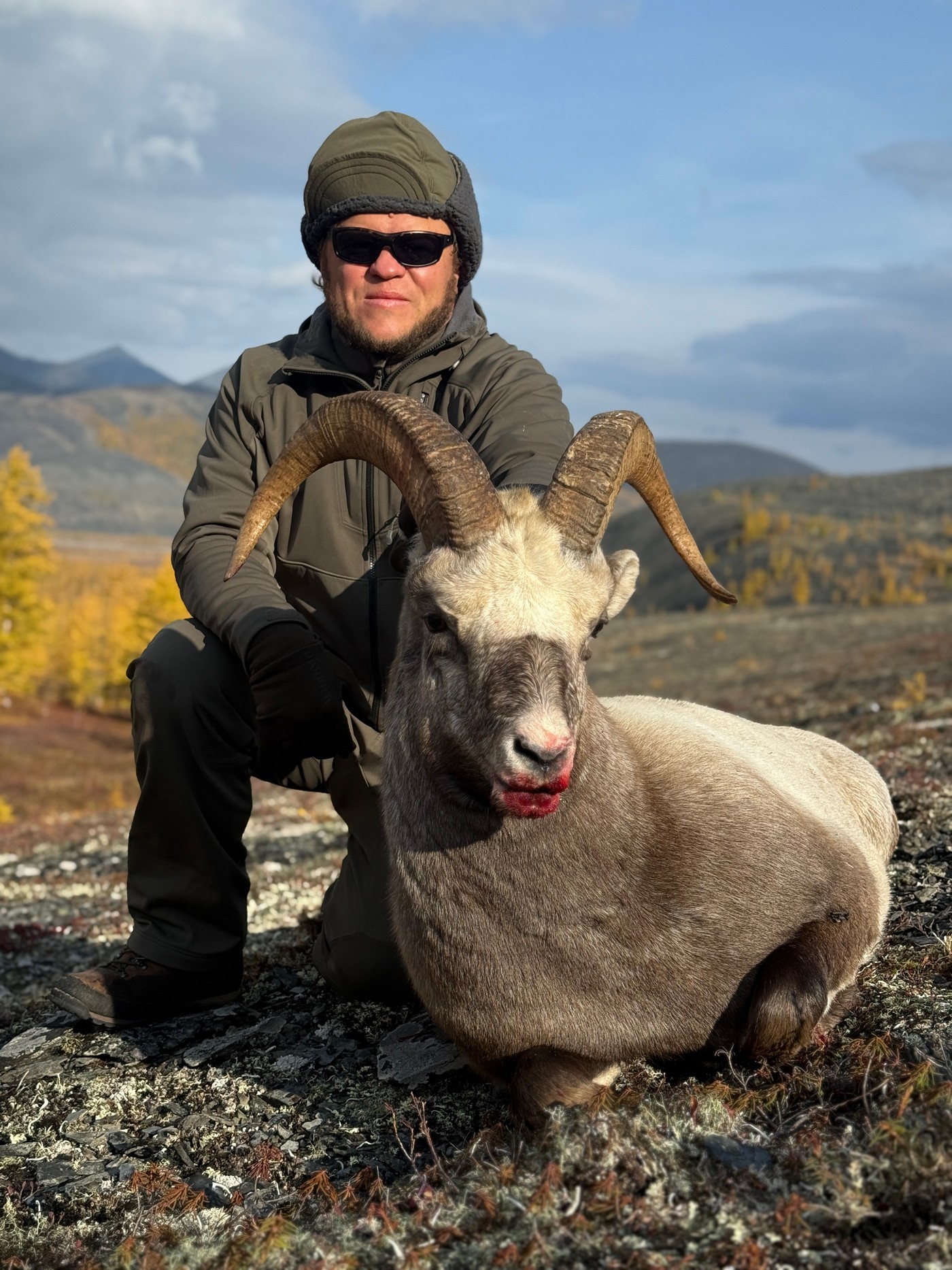 За Полярным кругом на хараулахского снежного барана