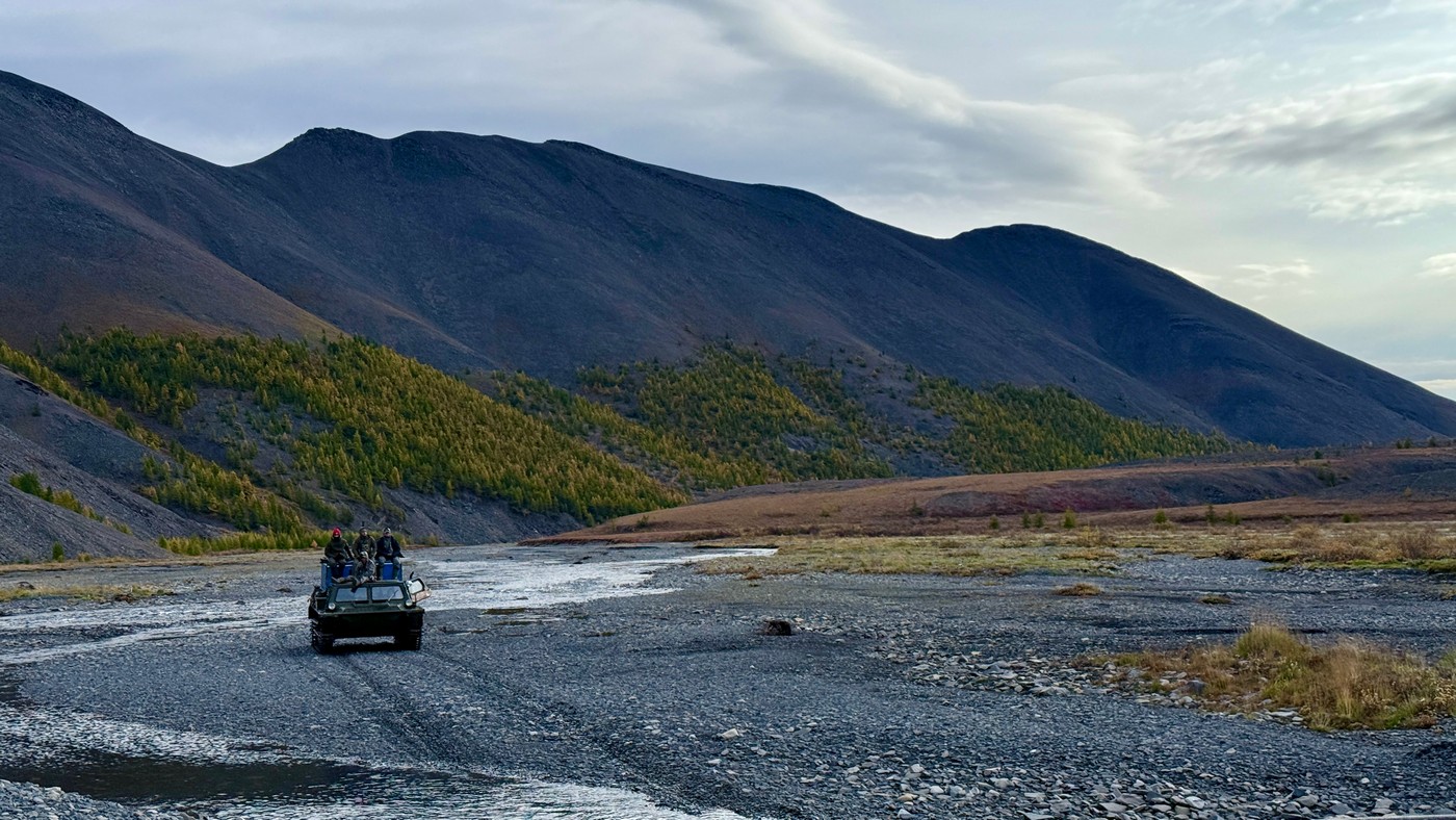 За Полярным кругом на хараулахского снежного барана