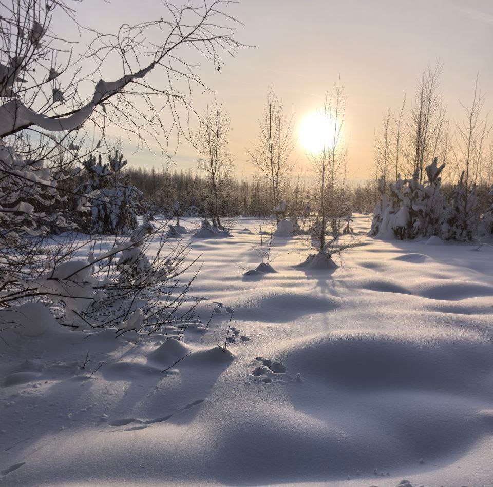Заячьи проделки