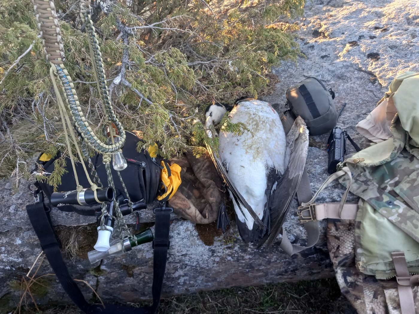 И море Белое, и щёки у казарки…