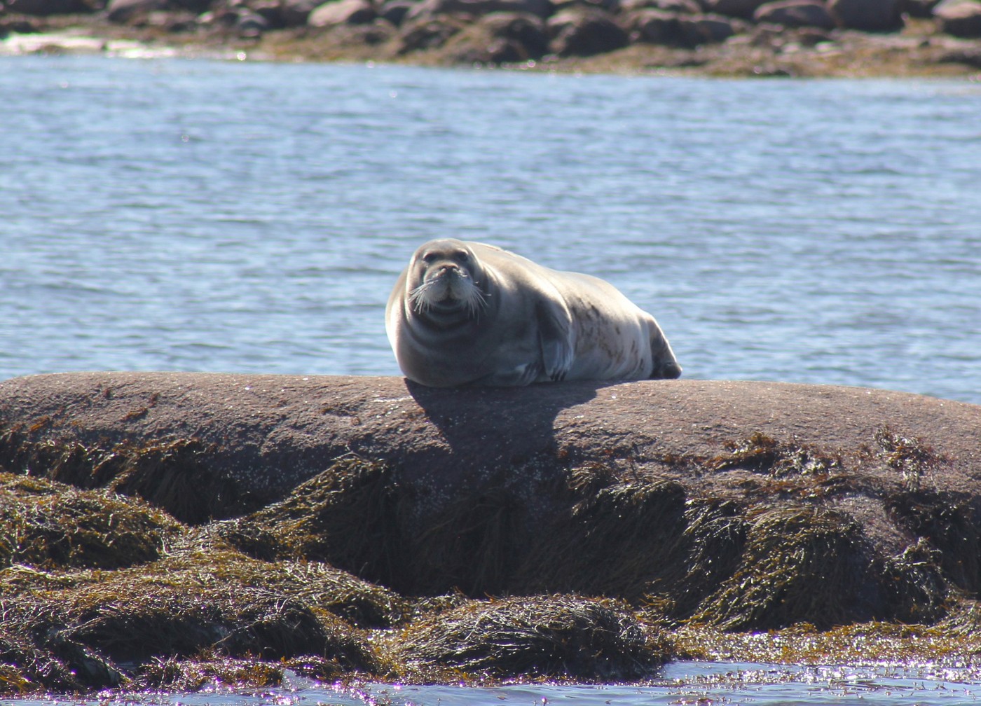 И море Белое, и щёки у казарки…