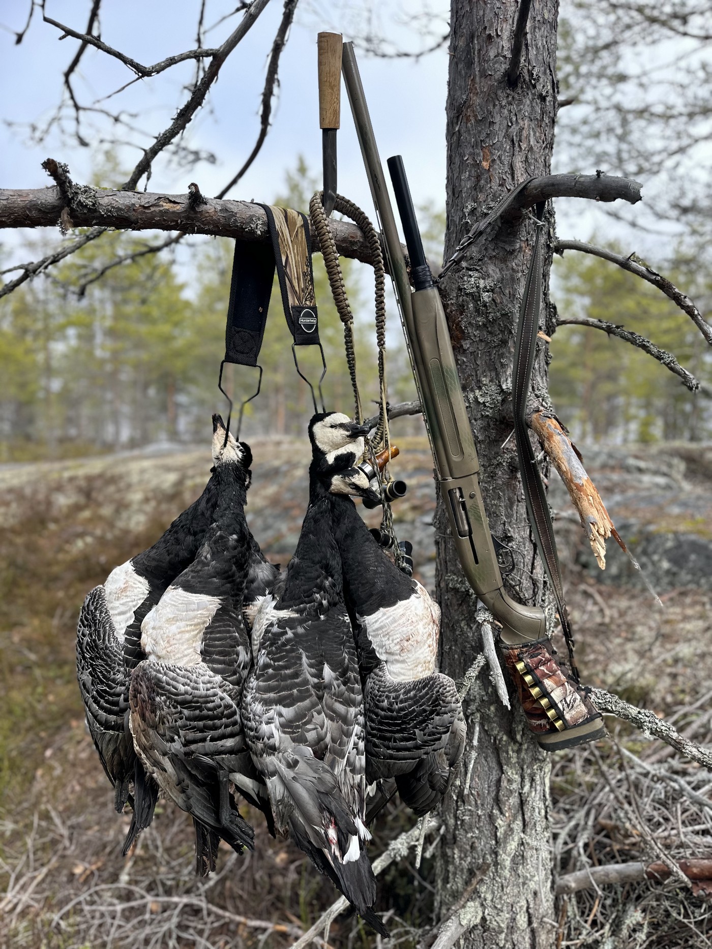 И море Белое, и щёки у казарки…