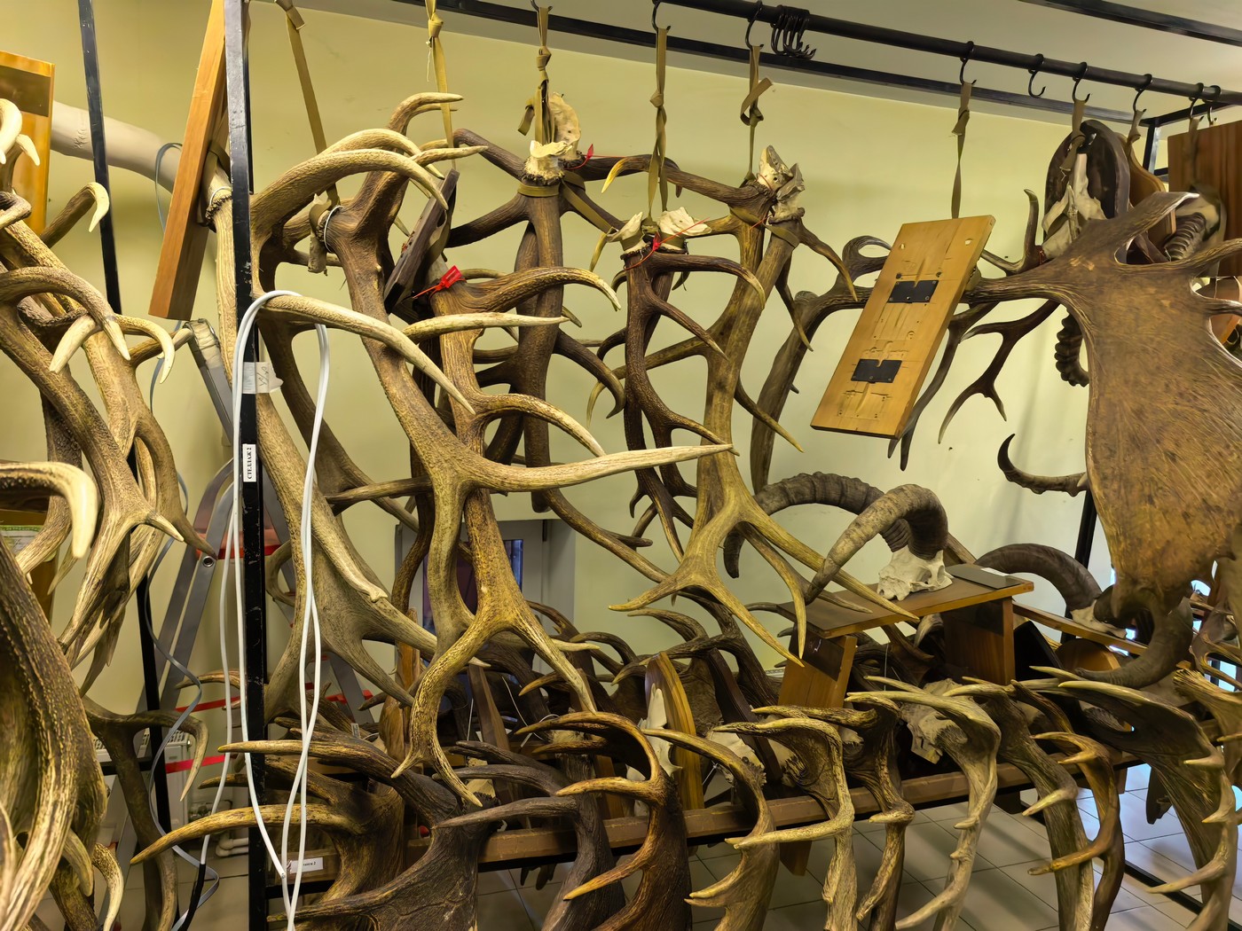 Музей охоты РОРС и его судьба