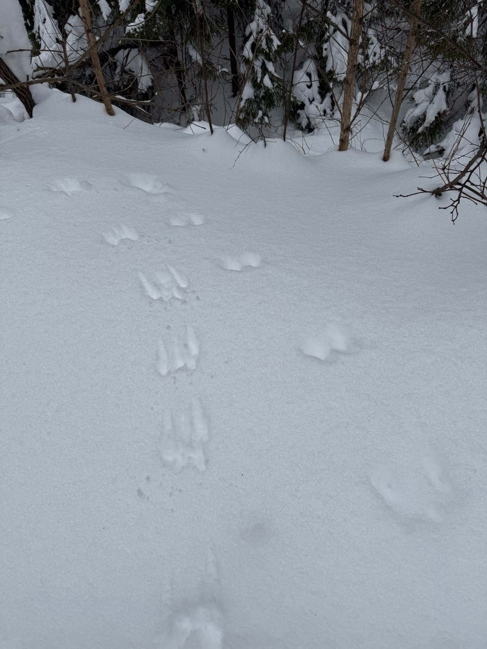 Охота с лайкой на белку в Подмосковье