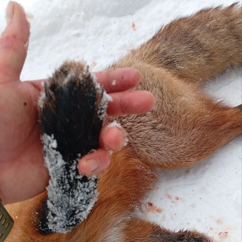 Попробуй такого поймай