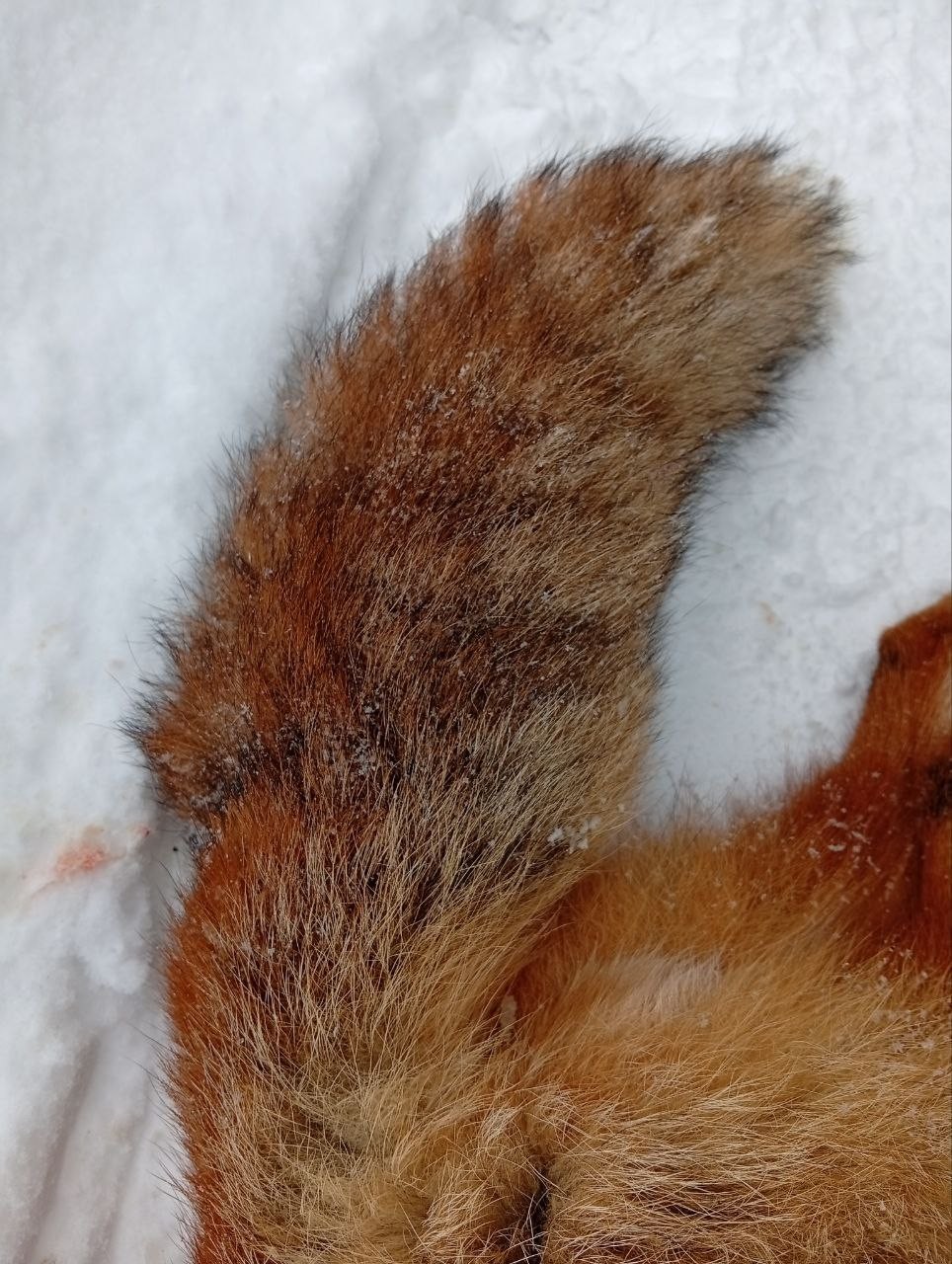 Попробуй такого поймай