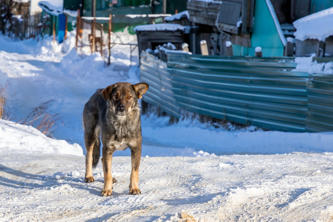 Волкодлаки
