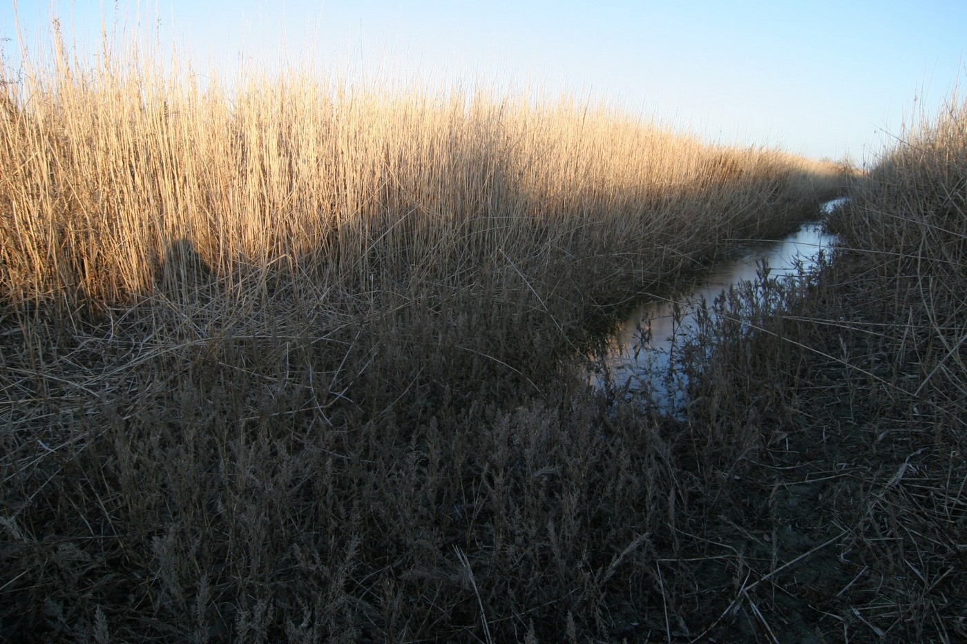 Когда начинать охотиться с ретривером?