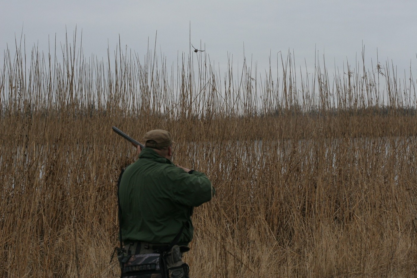 Когда начинать охотиться с ретривером?