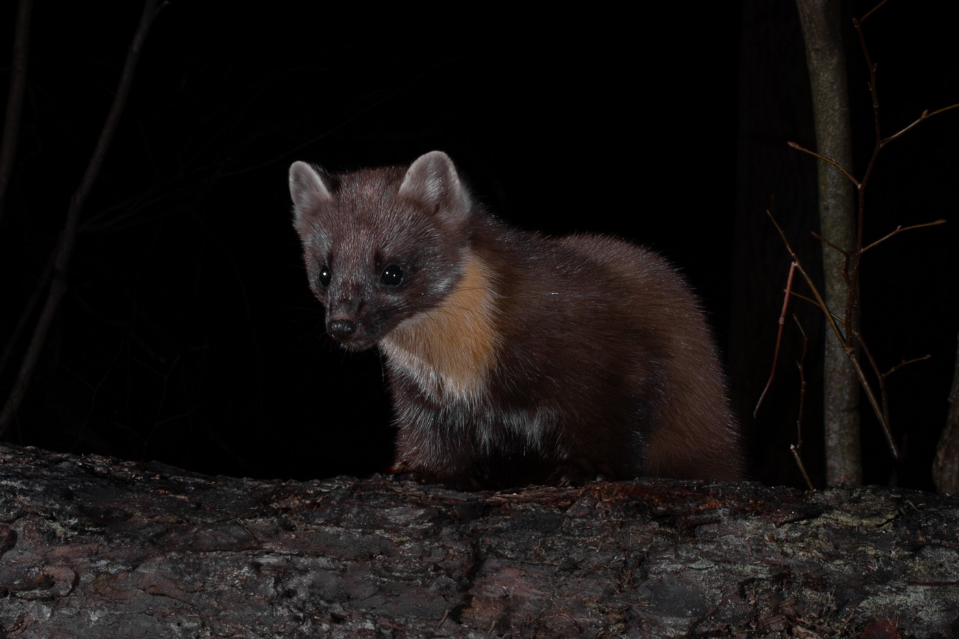 Необычные места обитания лесных куниц