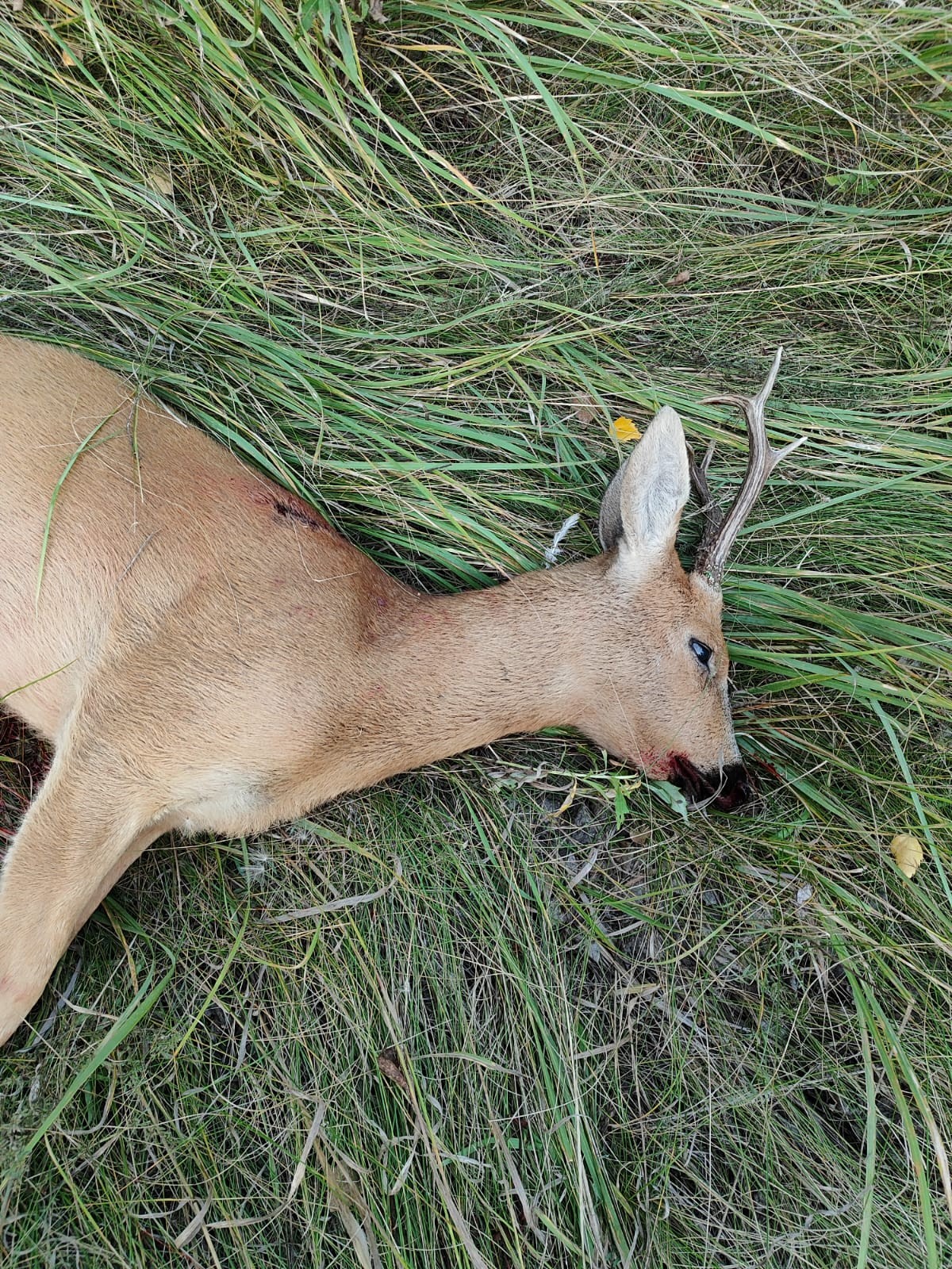 Охота на гонного самца косули на Южном Урале