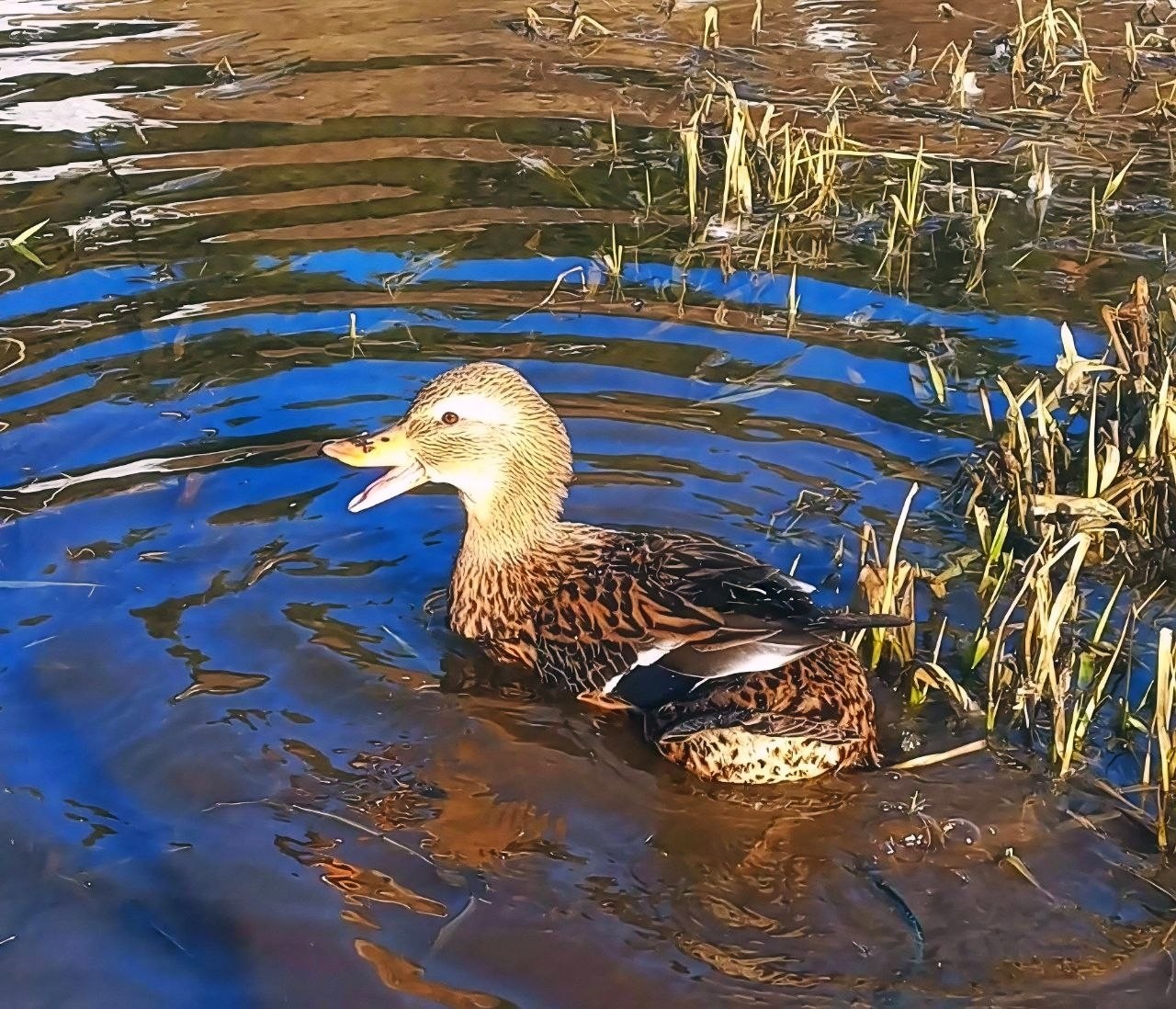 С подсадной уткой в Мещёре