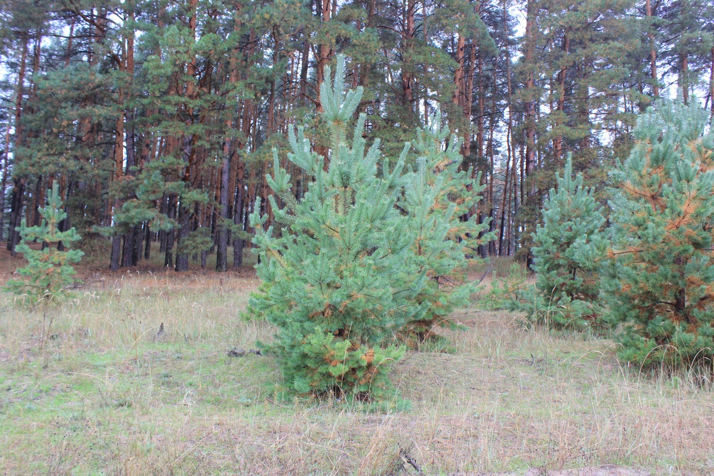 На бумаге правда одна, а в лесу – другая
