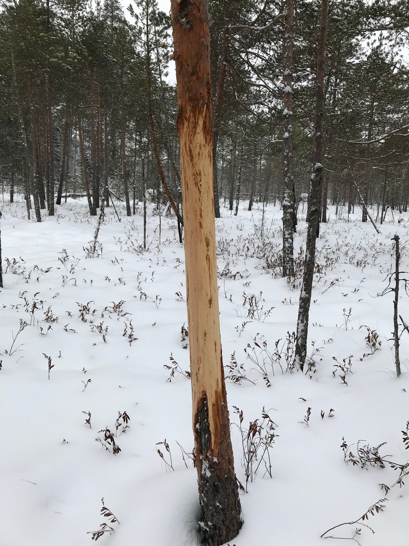 О загонных охотах