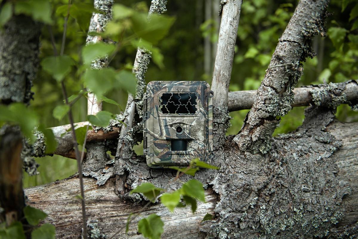 Как выглядят фотоловушки в лесу фото