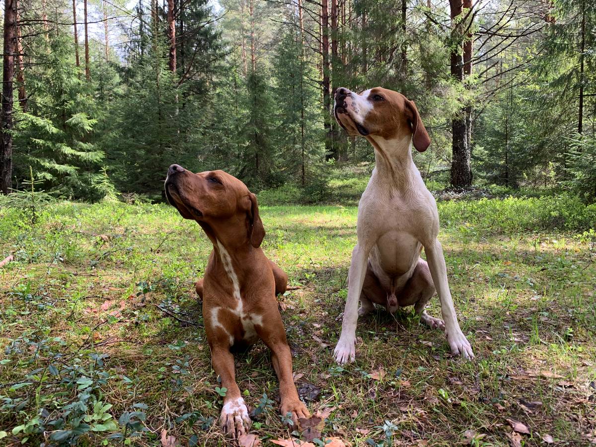 Охотничье собаководство Омской области получило поддержку