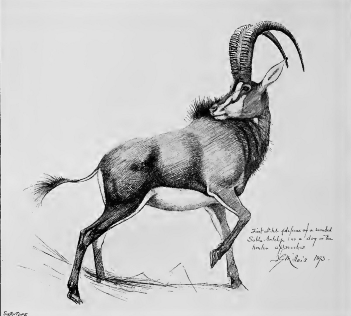 Хохлатая антилопа рисунок