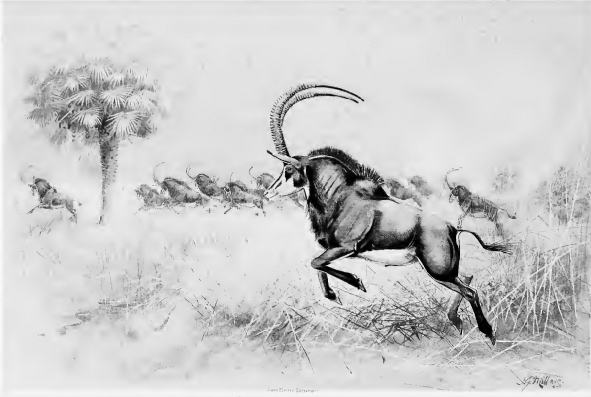 Принц Африки: сейбл, или чёрная антилопа, и охота на него