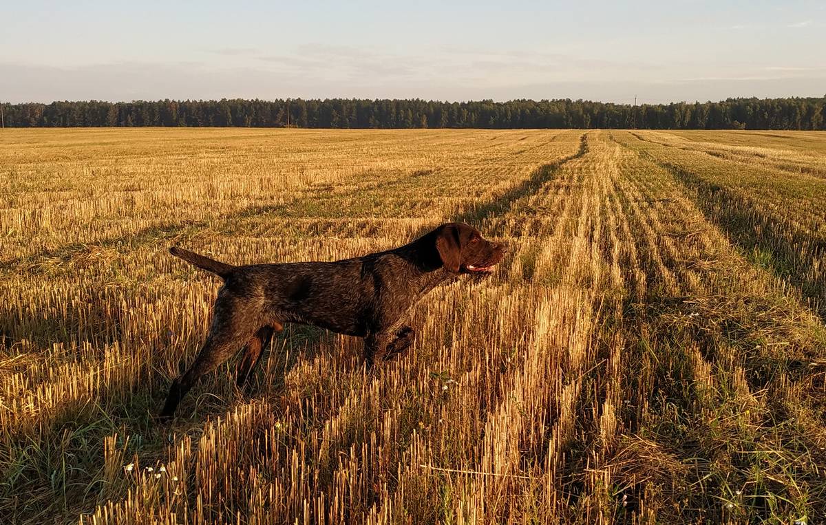 Охота с легавыми на Северной Украине