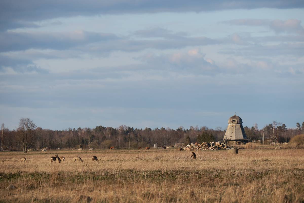 Охотники Литвы больше не получат лицензии на косулю