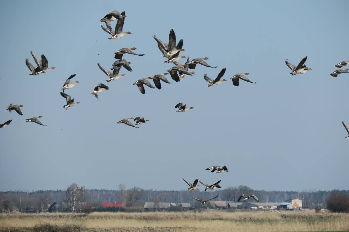 Латвия: отпугивание гусей весной