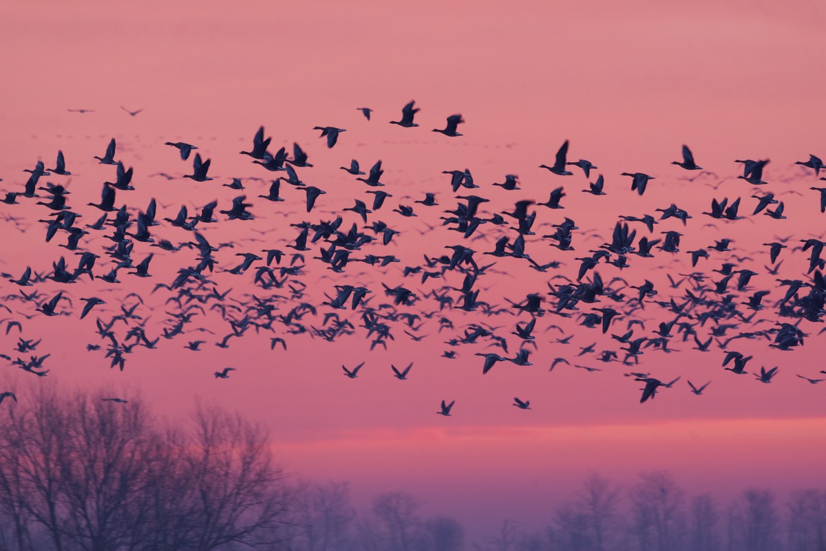 Аспекты этичности весенней охоты на гусей