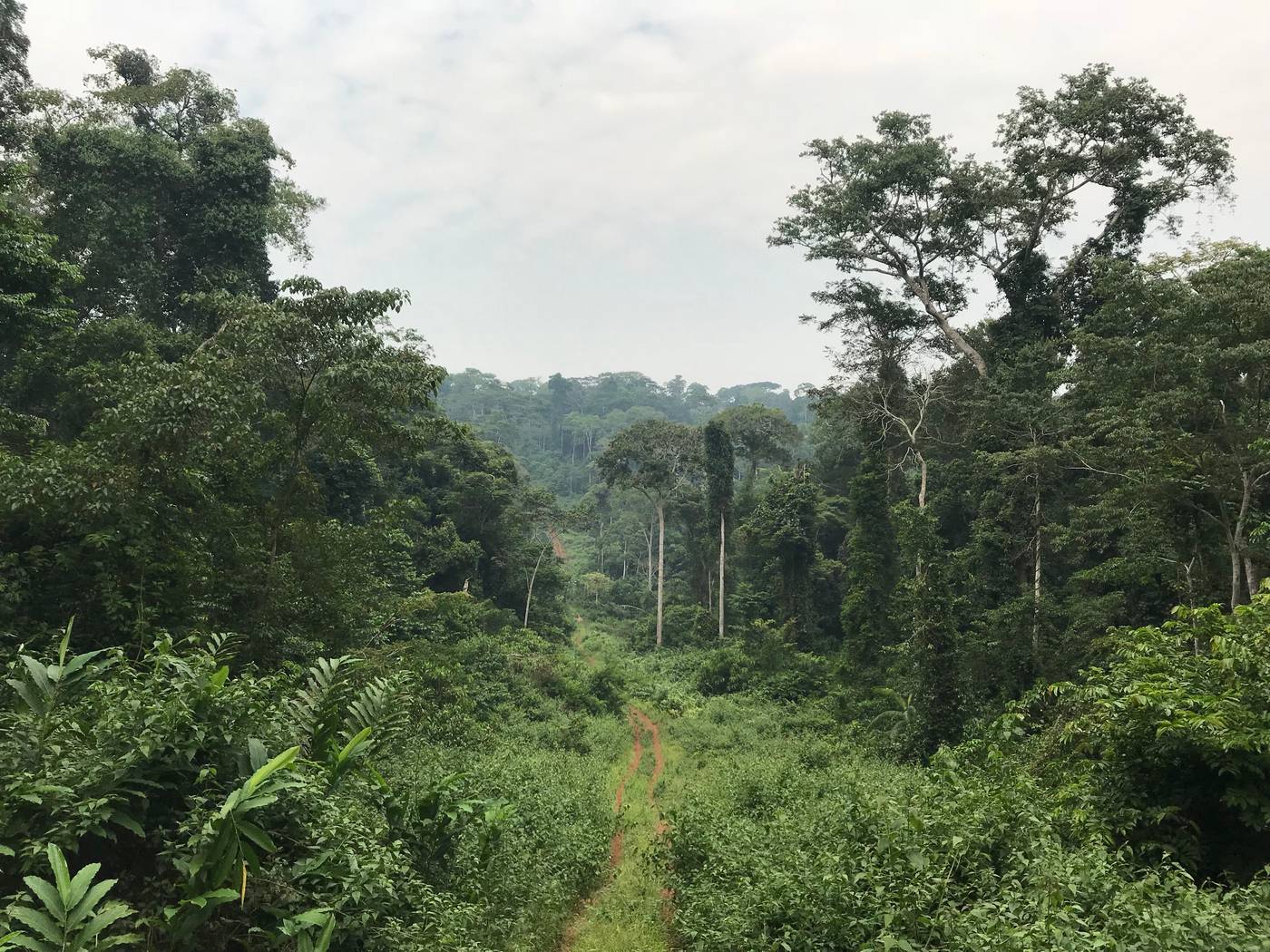 Бонго в джунглях