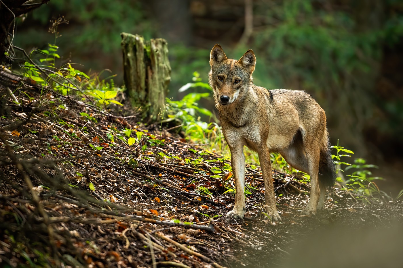 Литва: копытные и волки – современный взгляд на охоту - Русский охотничий  портал