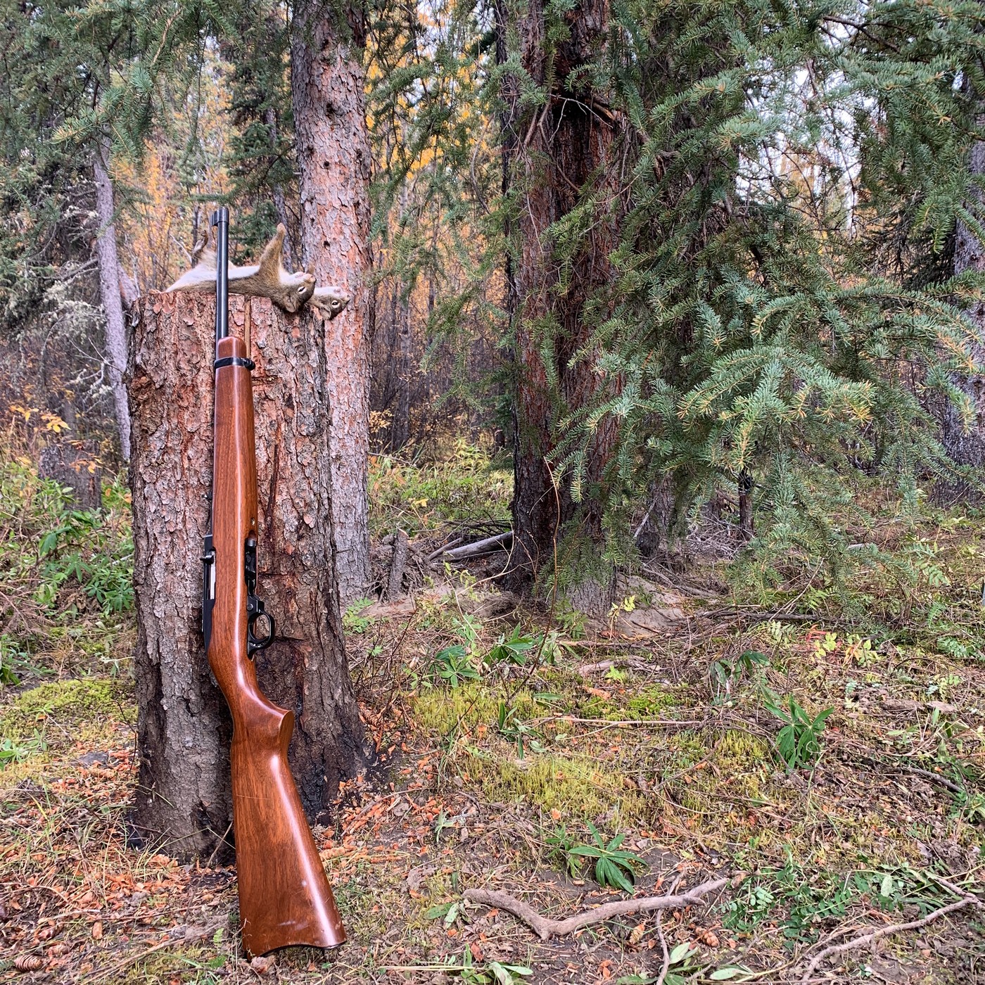Охота с луком: за лосем на Аляску