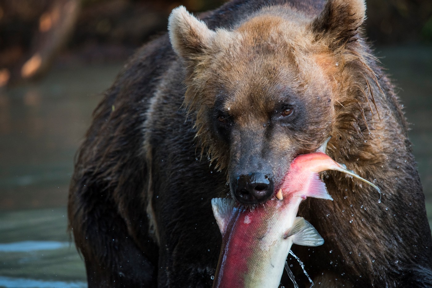 Новые русские звери. Медведь ест нерку картинки. В гостях у диких животных фото.